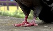 PfoteVogel