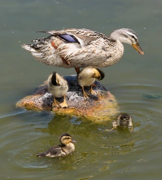 Enten