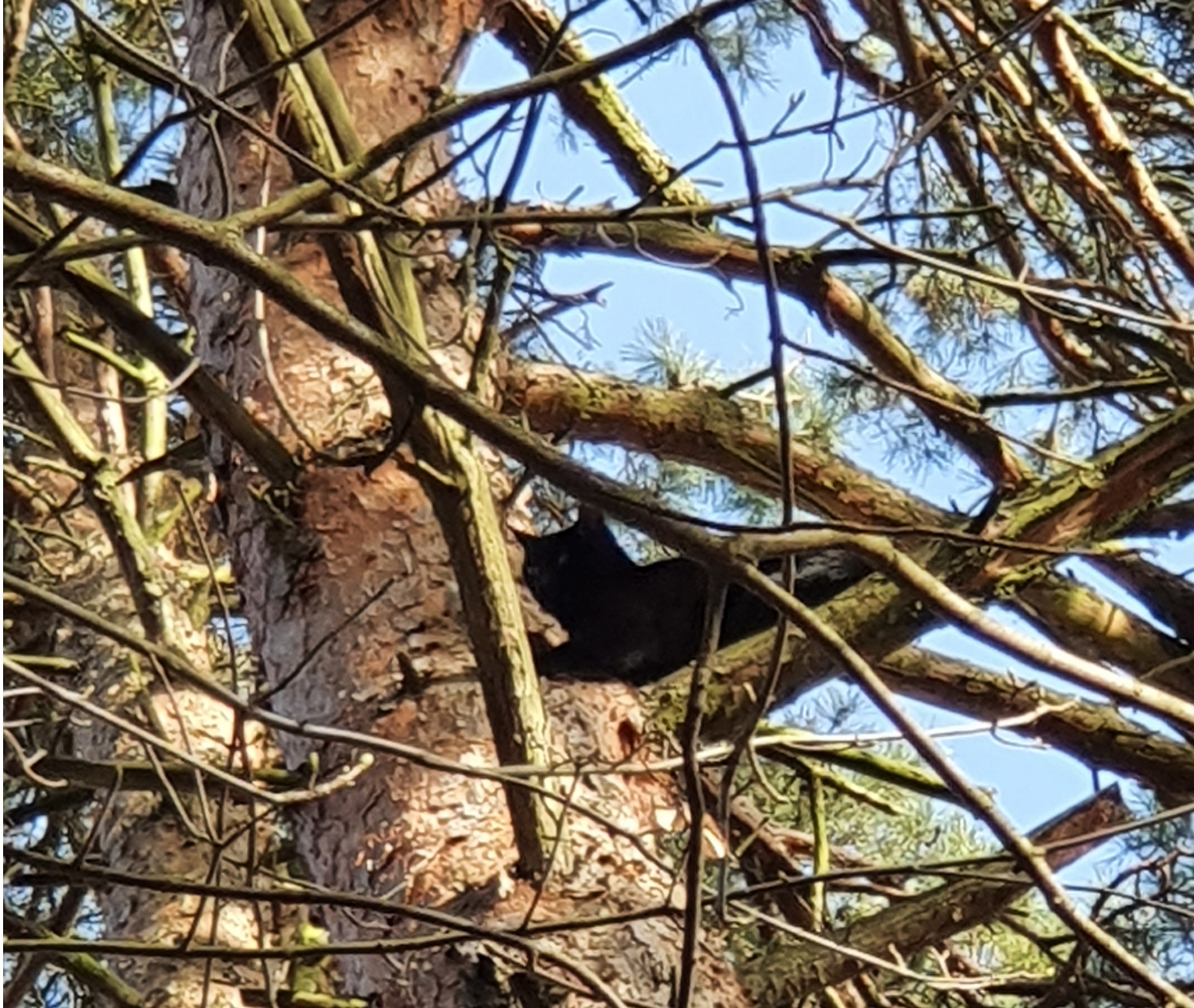 Katzenrettung