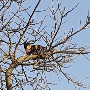 Katzenrettung 3