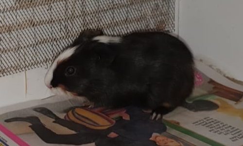 Fund Meeri 2