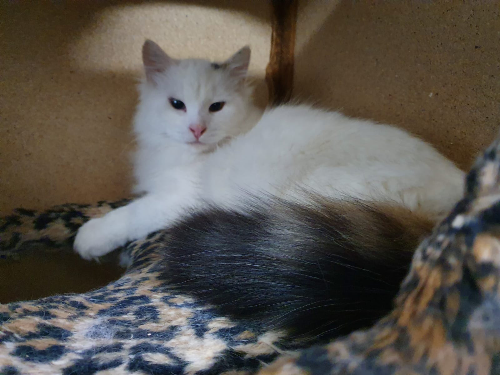 RodgauKitten 2