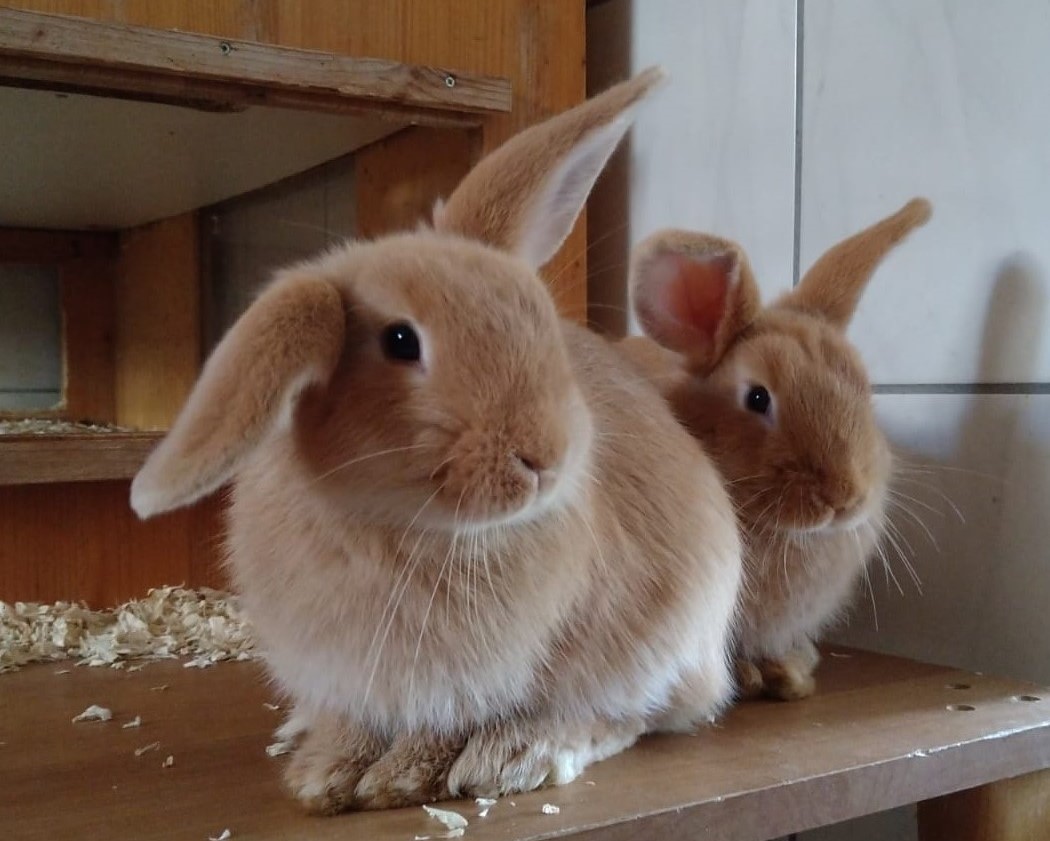 Kaninchen