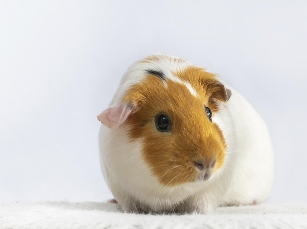 Meeri