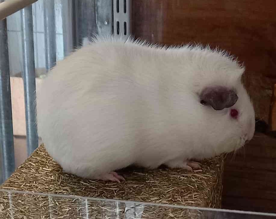 Meeri