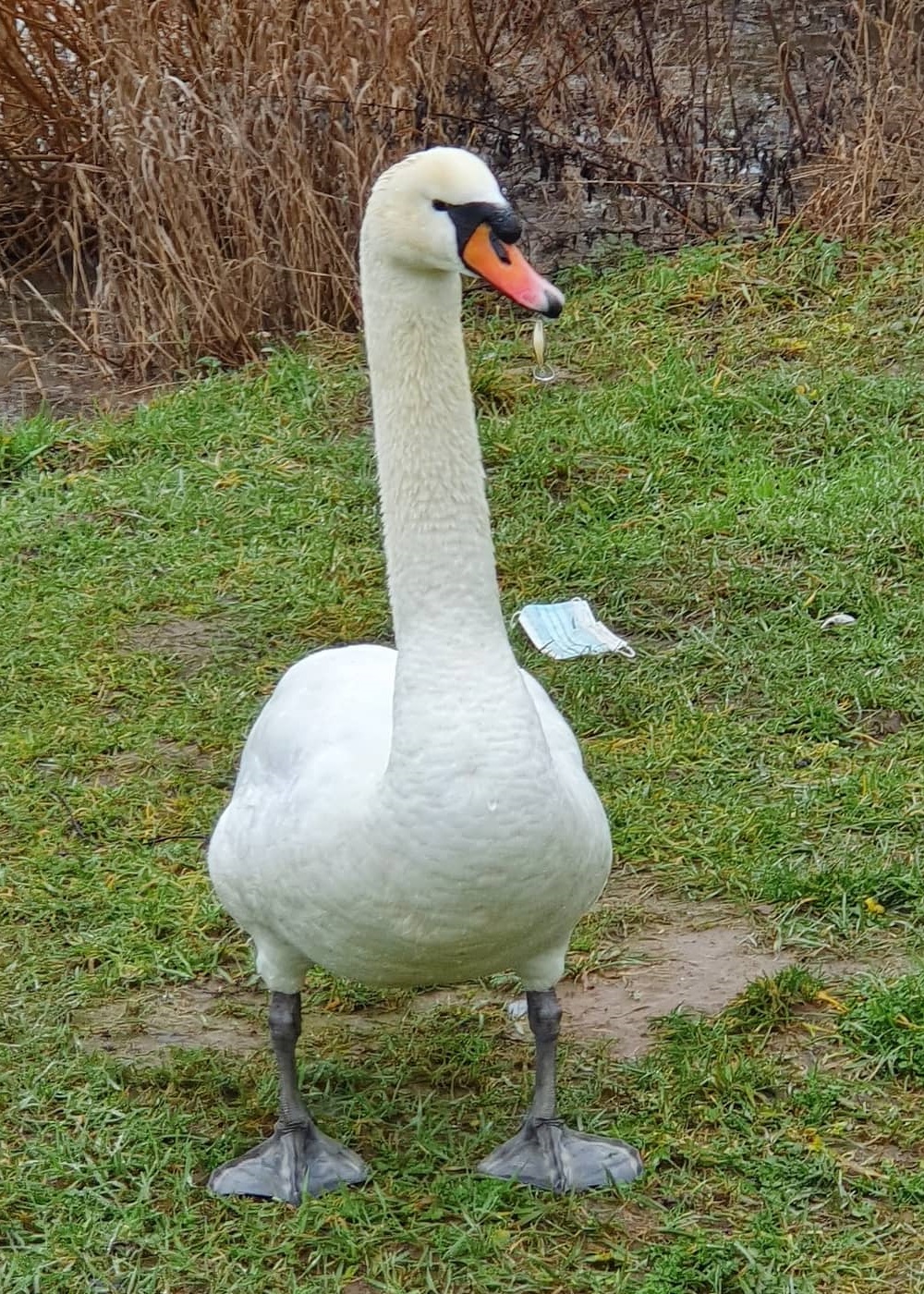 Schwan