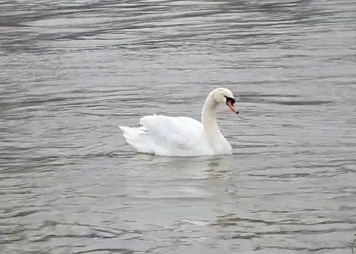 Schwan 3