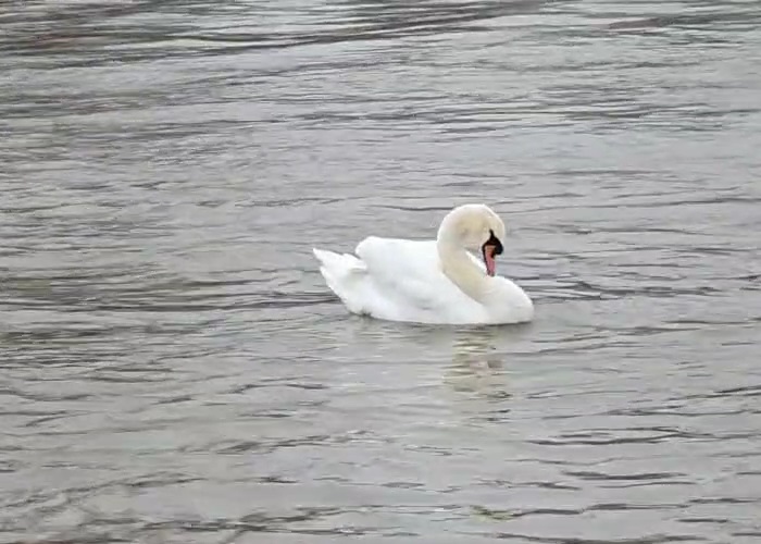 Schwan 4