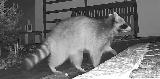 Waschbär 2