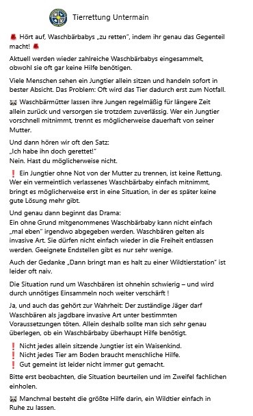 Waschbärbabys 2
