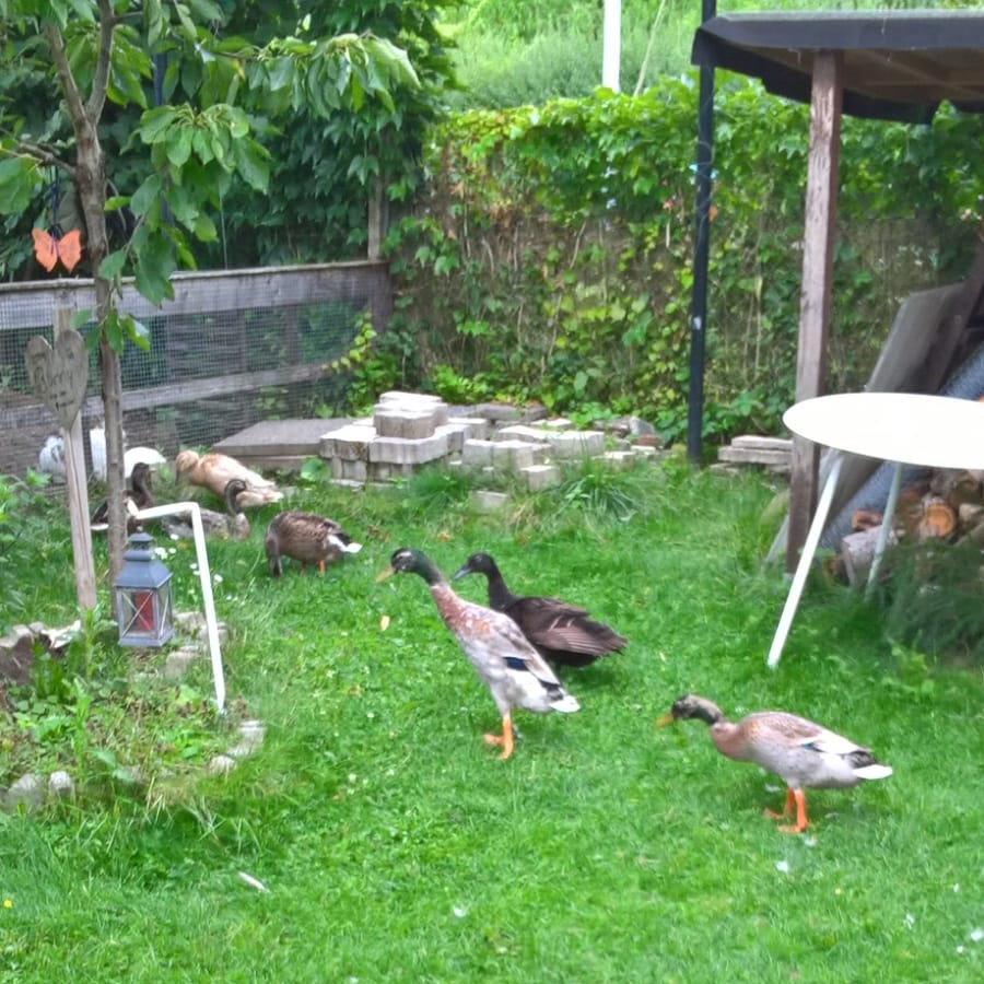 Gnadengarten 4