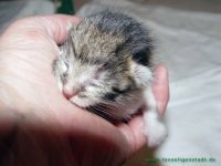 Taschi_Babys_4