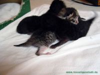 Taschi_Babys_6