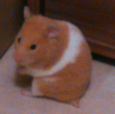 Hamster 1
