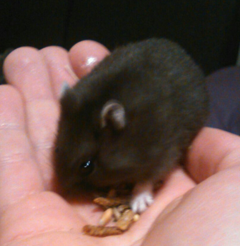 Hamster 2