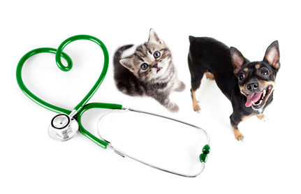 Hund Katze mit Stetoskop W