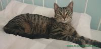 Katze_Obertshausen_2