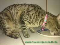 Katze_Obertshausen_1