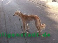 Saluki_2