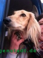 Saluki_3