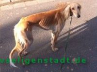 Saluki_1