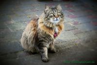 Bonnie_u._Clyde_18
