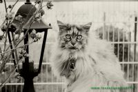 Bonnie_u._Clyde_16