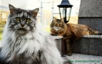 Bonnie_u._Clyde_19