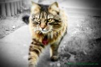 Bonnie_u._Clyde_17