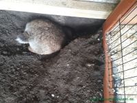Brownies_neues_Zuhause_3