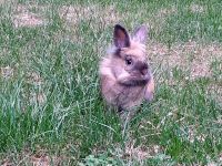 Emil_1