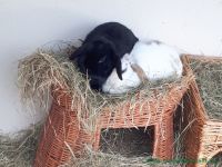 Flocke_und_Moe_2