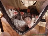 Frieda_und_Flora_2