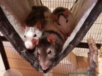 Frieda_und_Flora_3