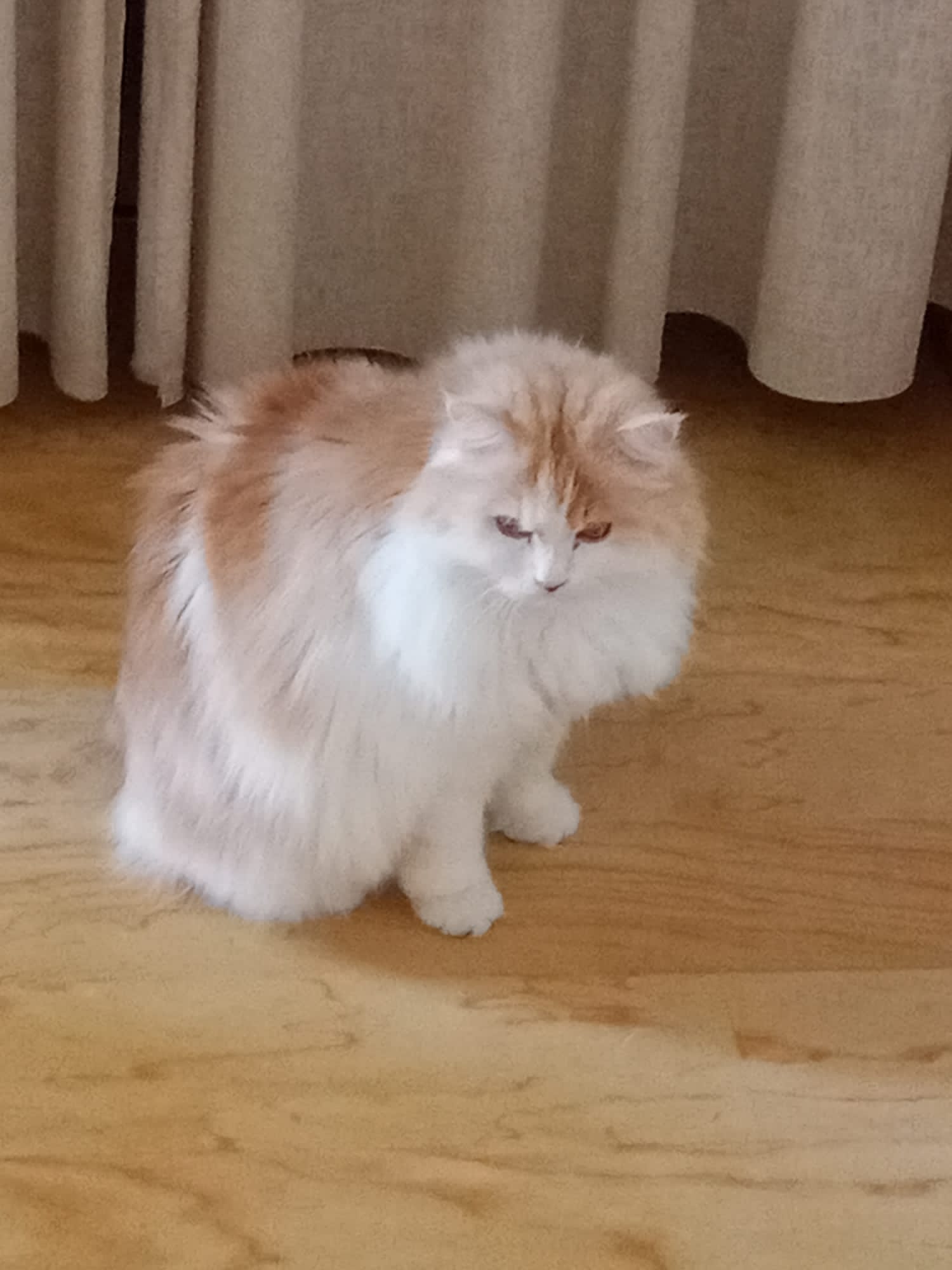 Kiro 5