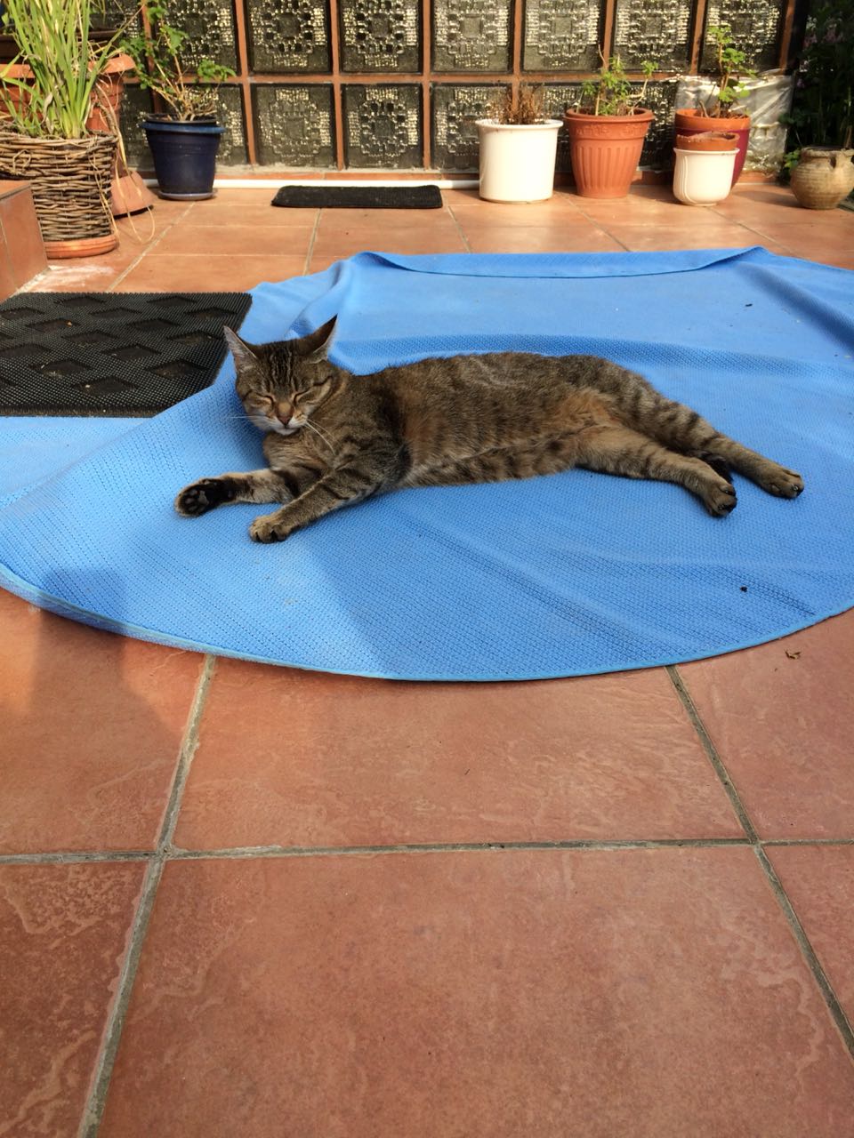Nala 2