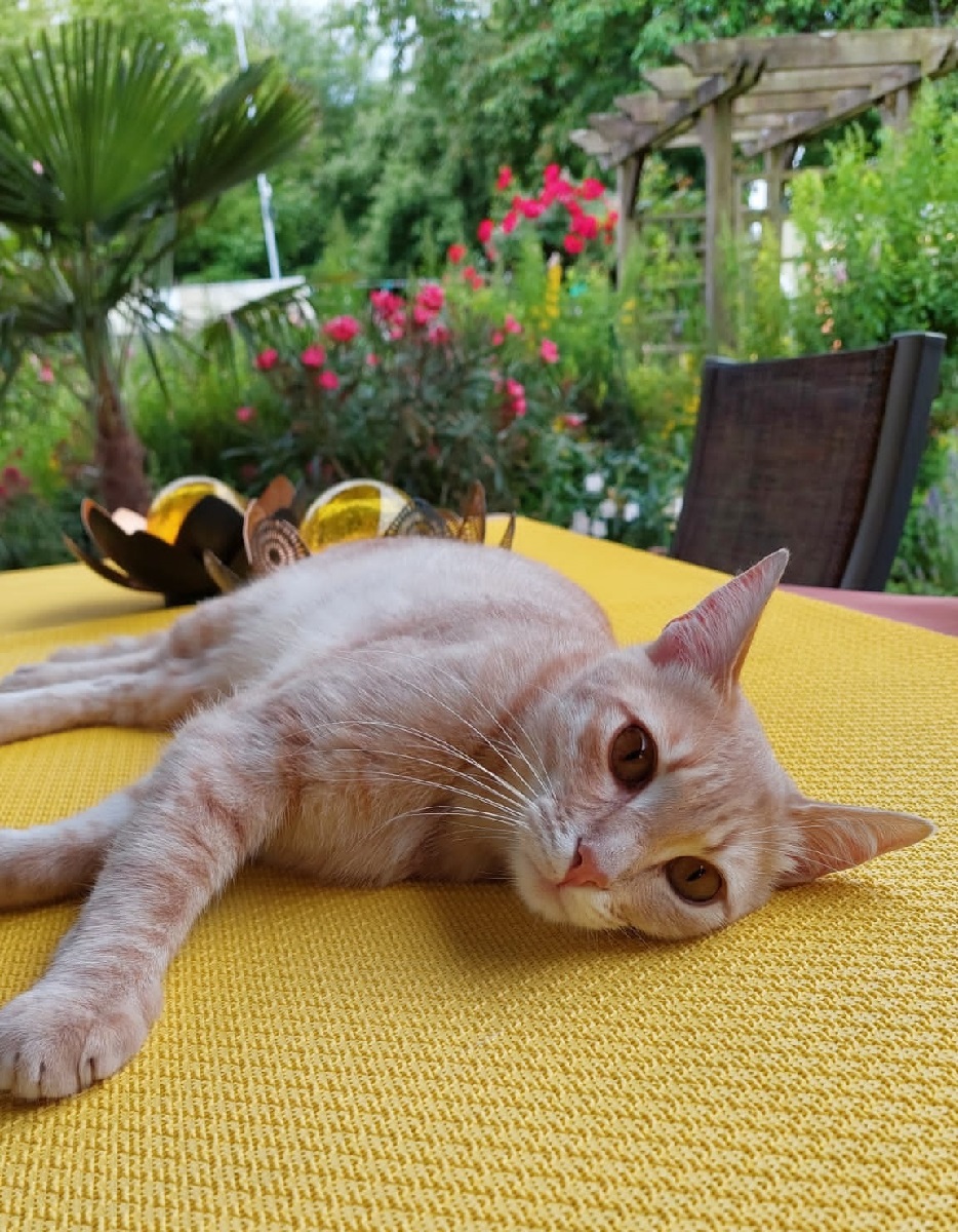 Romeo 8