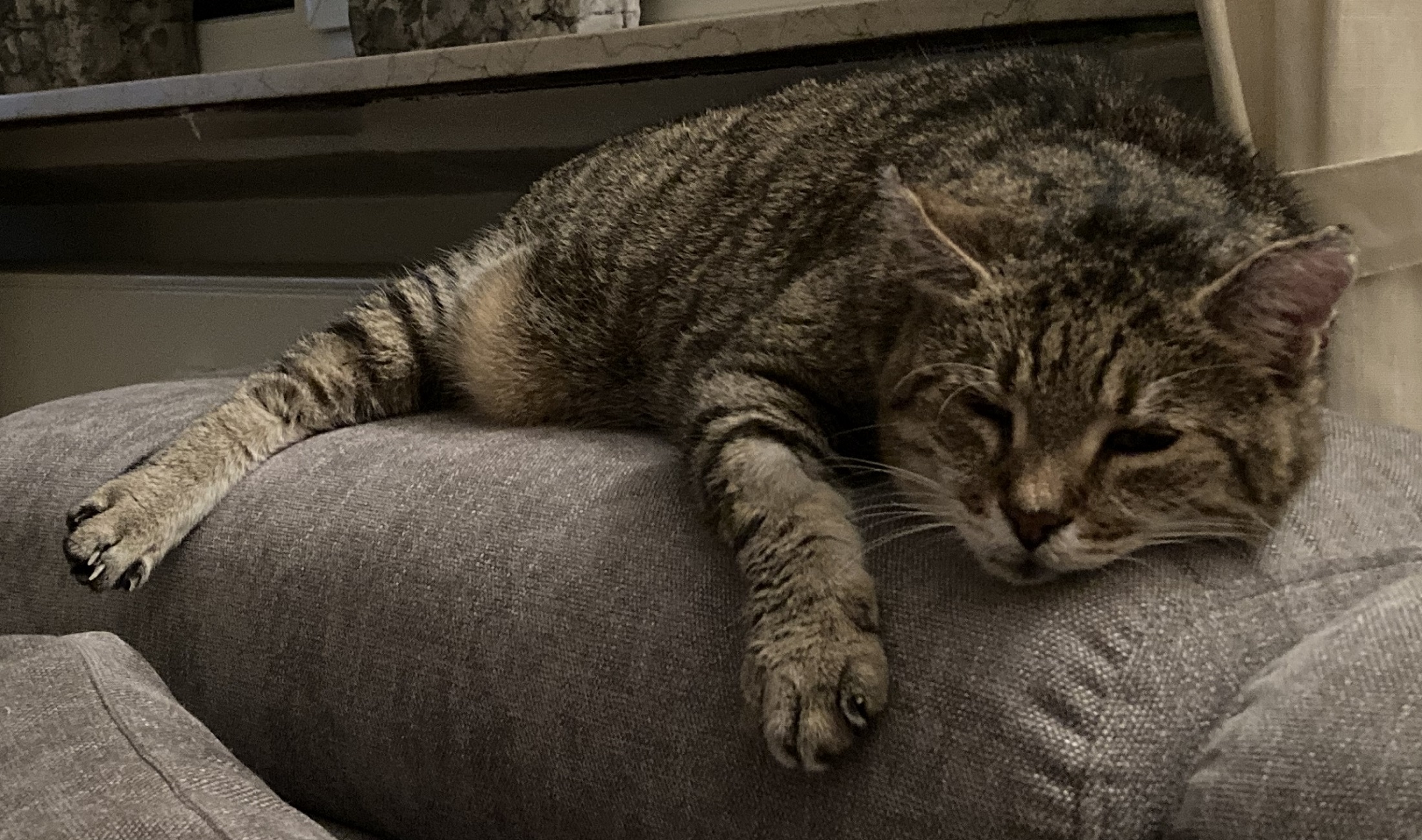Willi 2