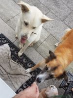 Bella_3