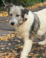 Bonnie_2