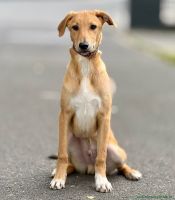 Buddy_2