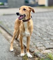 Buddy_22