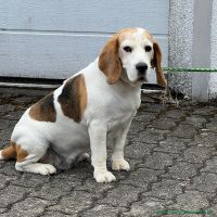 Daisy_2