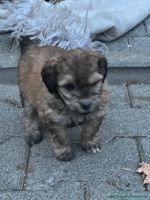 Welpen_2