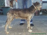 Merlin_3