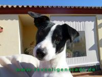 Minou_1