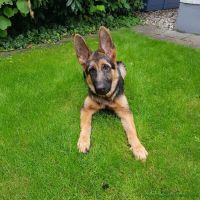 Nala_2