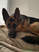 Nala_31