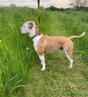 Otto_31