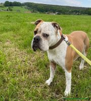 Otto_2